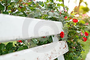Red roses next to a white wooden bench in the park. selective focus