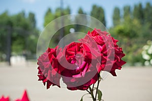 Red roses Niccolo Paganini, floribunda variety