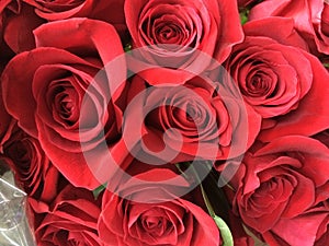 Red roses are often considered the universal symbol of love.