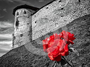 Red roses and old castle at background