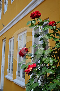 Red Roses outside a bright yellow and whote house, Denmark