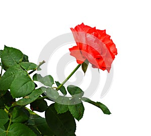Red roses over white background. photo
