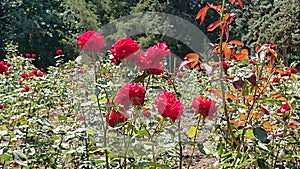 Red Roses in the Park