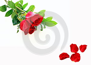 Red roses and petals photo