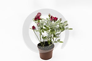 The red roses in a pot isolated on a white background