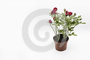 The red roses in a pot isolated on a white background