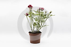 The red roses in a pot isolated on a white background