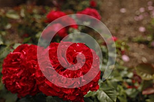 Red roses at a public park in Brooklyn, NY, USA