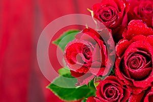 Red roses on red background for Valentines day photo