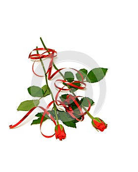 red roses with ribbon isolated on white