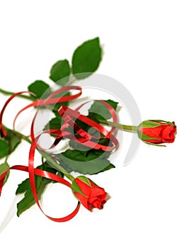 red roses with ribbon on white