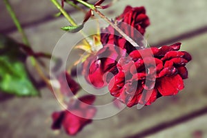 Red Roses Rosas Rojas photo