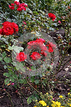 Red roses and rose planst in Copenhagen Denmark