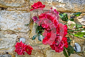 Red roses roses with stone wall background