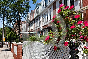 Red Roses with a Row of Brick Residential Buildings and Homes in Astoria Queens New York along a Sidewalk