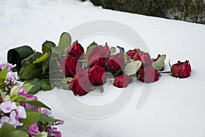 Red roses in the snow on a cemetery