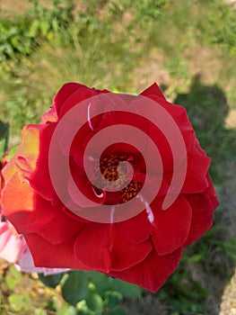 Red roses,  speciale flower ! photo