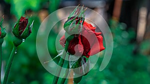 Red roses after spring rain