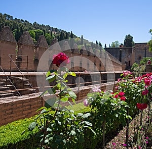 Red roses stand in uniform at this beautiful court garden