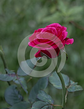 red roses are starting to bloom