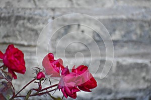 Red Roses, Stone Wall Background