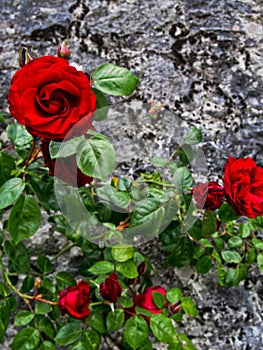 Red Roses on Stone Wall