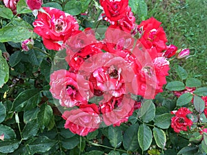 Red roses after summer rain