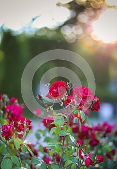 Red roses in the sunset light at Park of Roses, Timisoara