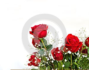 Red Roses with Text Space photo