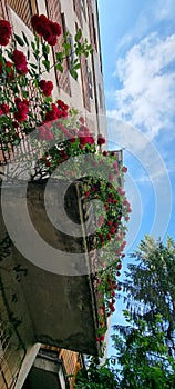 Red roses in Timisoara communist building