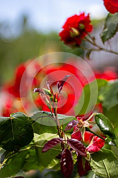 Red Roses at Travemünde