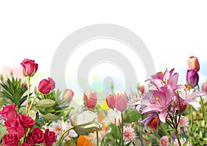 Red roses, tulips and lilium with defocused colored flowers in horizontal spring garden with white background