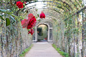  red roses in a tunnel made of flowers at Schonbrunn Palace Garden in Vienna Austria. Selected focus