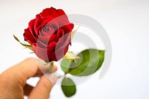 Red roses for Valentine`s Day isolated on white background. Valentine card white background.