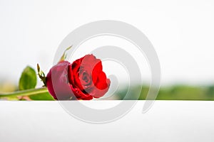 Red roses for Valentine`s Day isolated on white background. Valentine card white background.