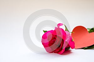 Red roses for Valentine`s Day isolated on white background. Valentine card white background.