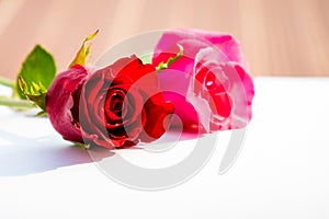 Red roses for Valentine`s Day isolated on white background. Valentine card white background.