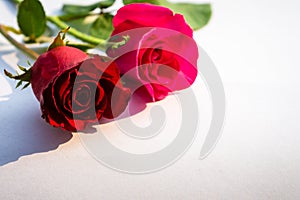 Red roses for Valentine`s Day isolated on white background. Valentine card white background.