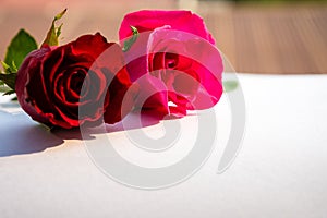 Red roses for Valentine`s Day isolated on white background. Valentine card white background.