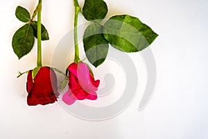 Red roses for Valentine`s Day isolated on white background. Valentine card white background.