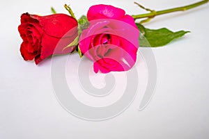Red roses for Valentine`s Day isolated on white background. Valentine card white background.