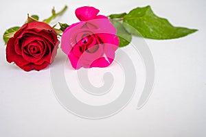 Red roses for Valentine`s Day isolated on white background. Valentine card white background.