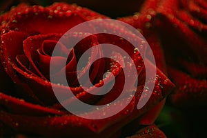 Red roses with water drops