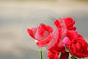 Red roses with water drops on background