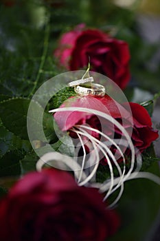 Red roses and wedding rings