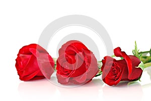 Red roses on white