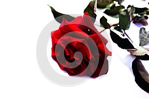 Yellow flower set closeup isolated