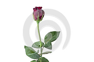 Red roses with white background