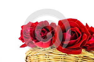 Red roses on a white background .