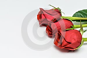 Red Roses on white background. Romantic composition for Valentine`s Day, Anniversary, Events. Place for text